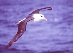 Black-browed Albatross